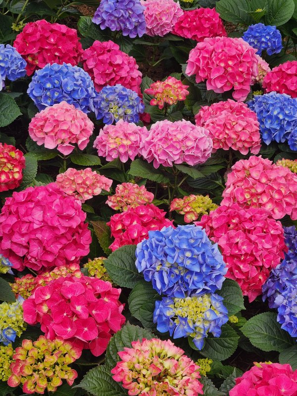 일산 꽃축제