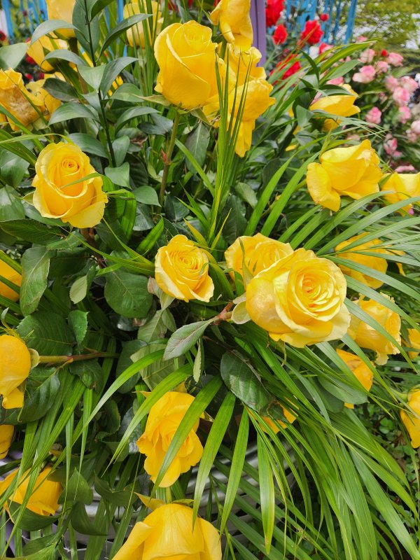 일산 꽃축제