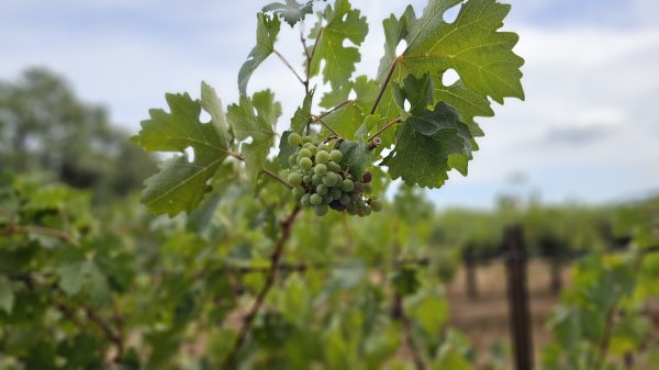 와알못의 초보와인생활 2 - Napa Valley Grgich Hills Estate