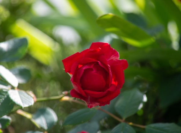 _DSC9080.jpg