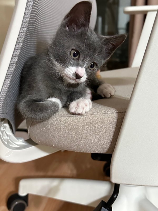 2개월 된 우리 냥이 코코