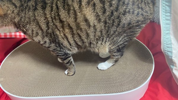 새로운 스크래쳐가 왔다냥