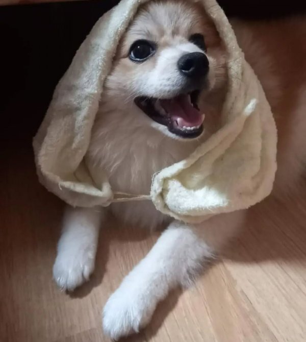 저희집 강아지에용