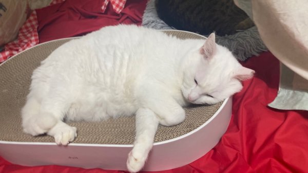 둘째냥이