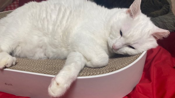 둘째냥이