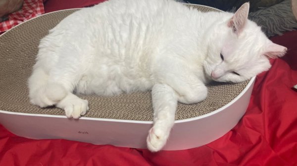 둘째냥이