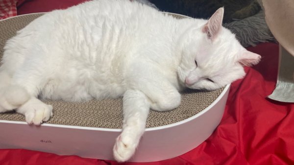 둘째냥이