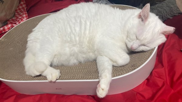둘째냥이