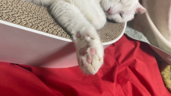 둘째냥이