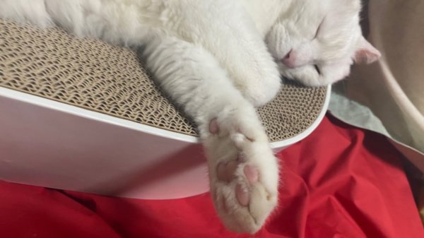 둘째냥이