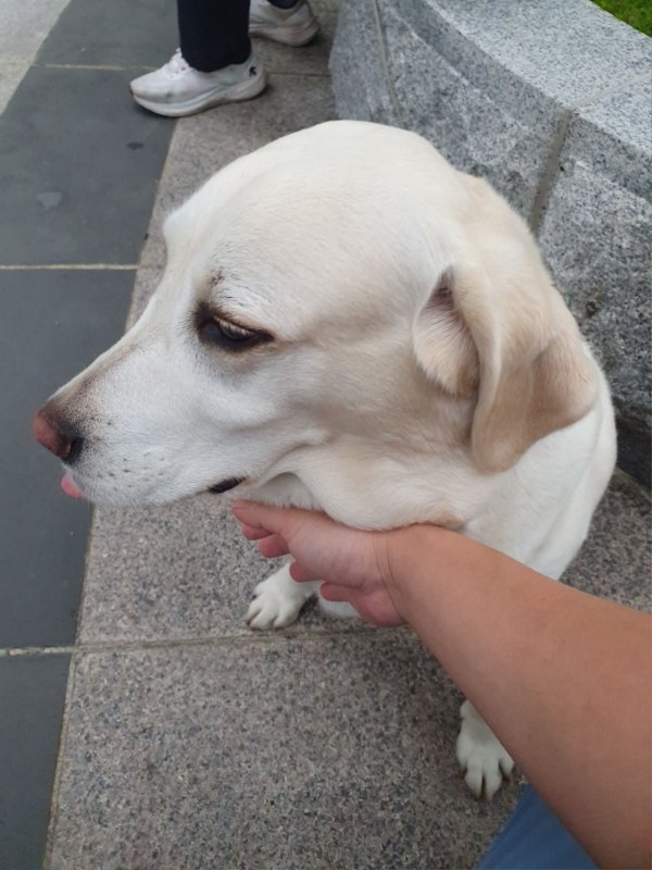 지나가다가 본 개입니다