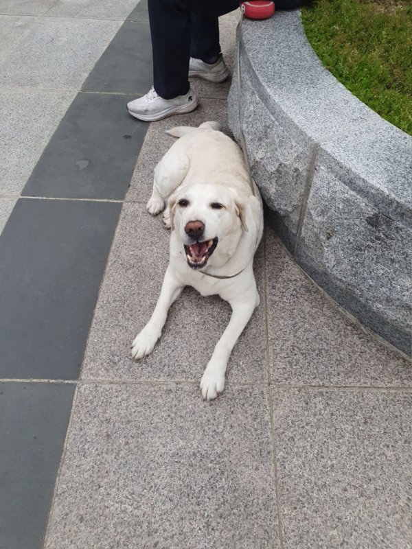 지나가다가 본 개입니다
