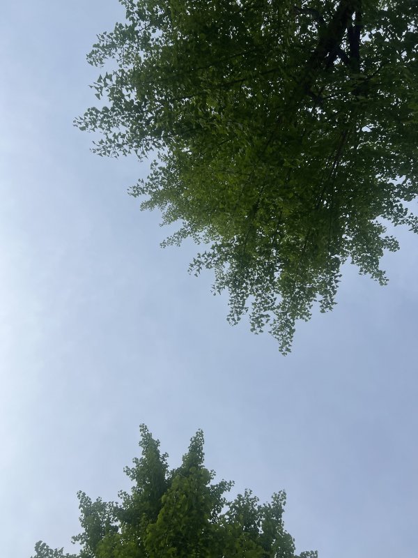 날씨 약간흐리고 바람