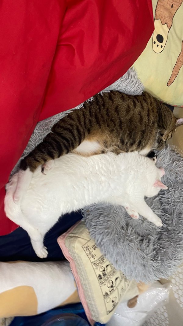 잘자는 첫째 둘째냥