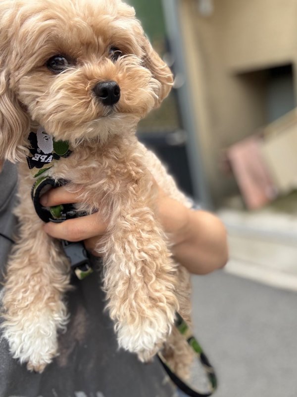 귀여운 말티푸