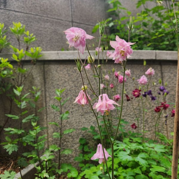 화단