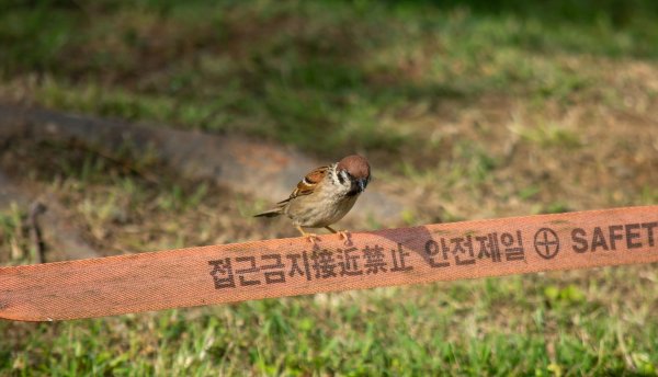 참새와 후투티
