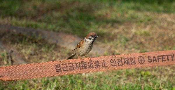 참새와 후투티