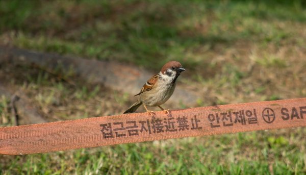 참새와 후투티