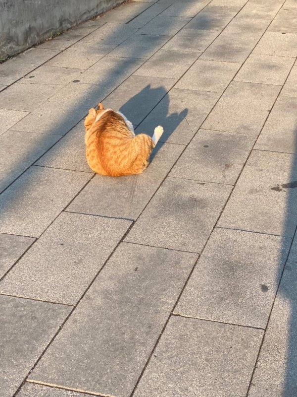 길다가 찍은 냥냥이