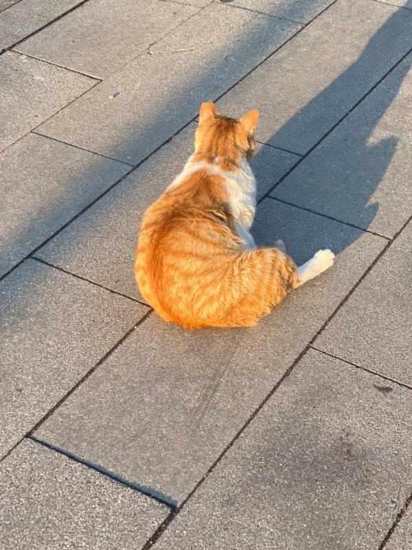 길다가 찍은 냥냥이
