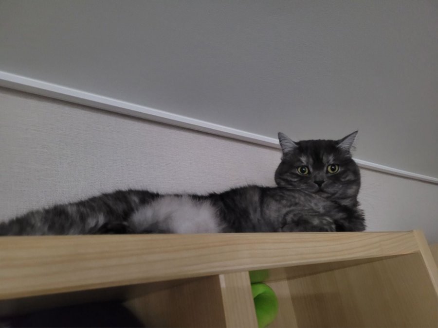 츮 