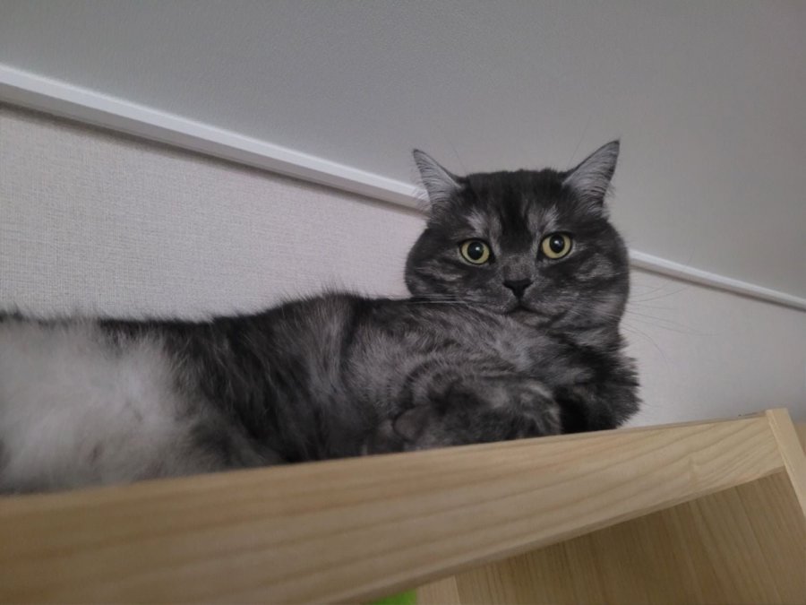 츮 