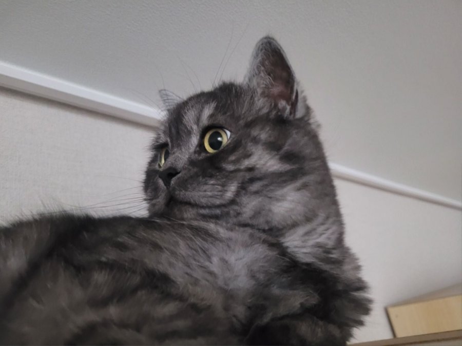 츮 