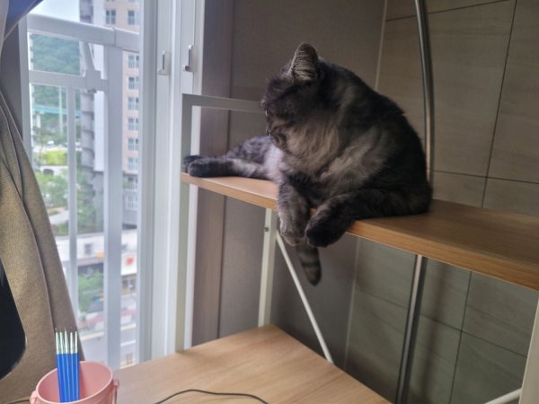 우리집 깜지