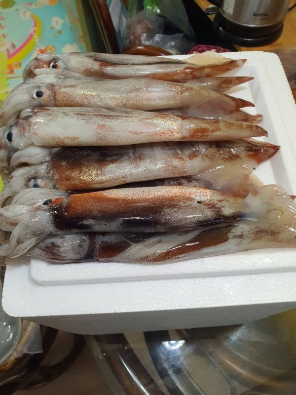 오늘은 오징어회닷!