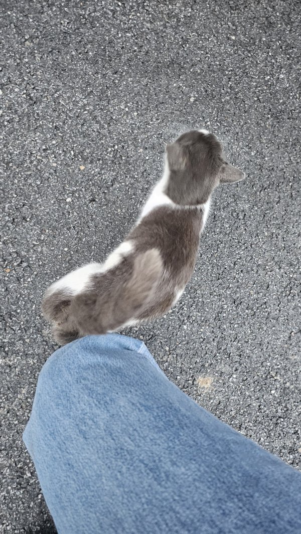 길냥이