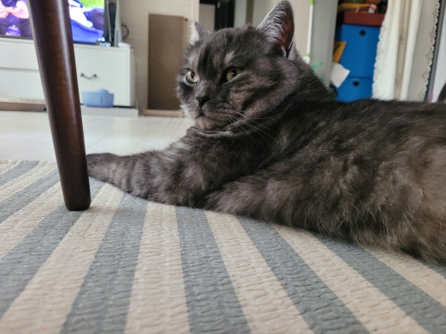 츮 