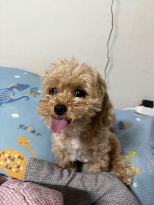 주말 강아지 기상