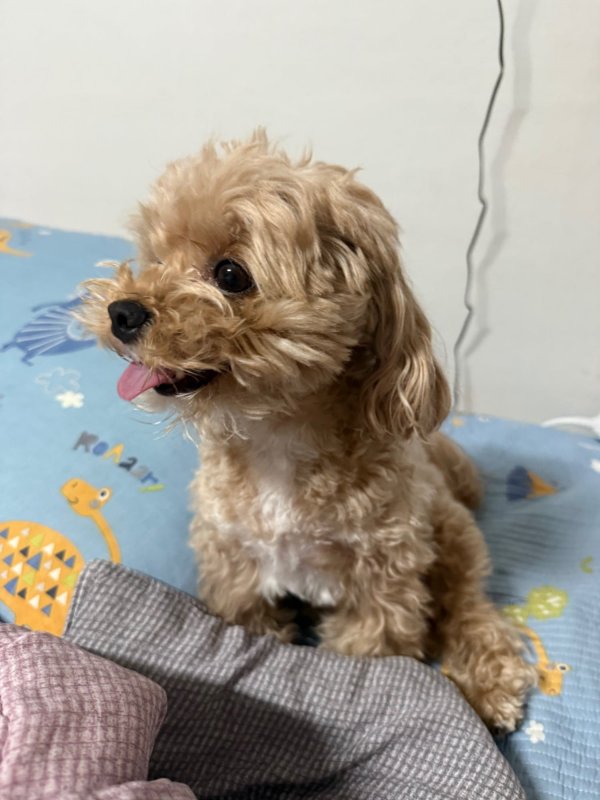 주말 강아지 기상