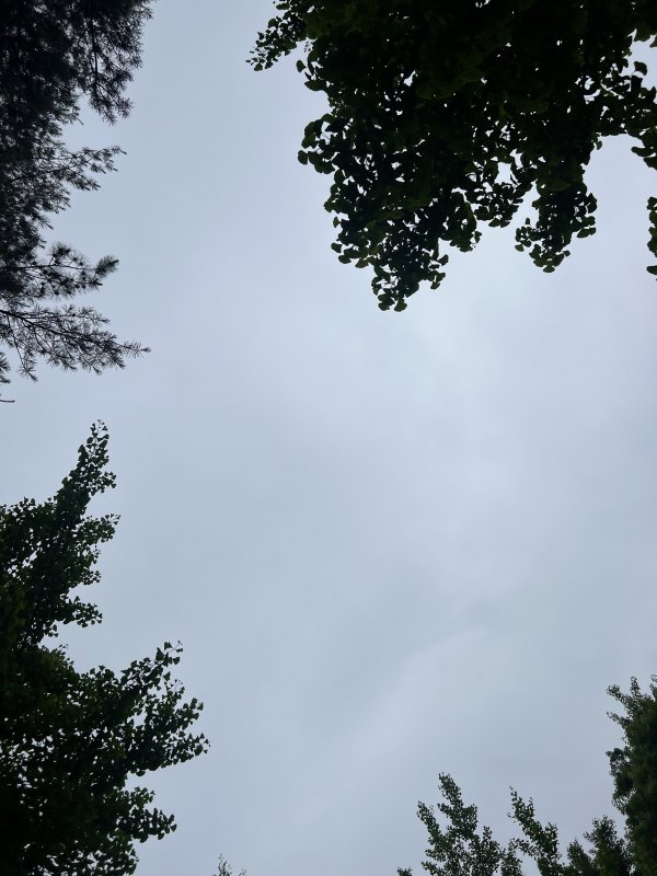 날씨 흐리고 강한 바람