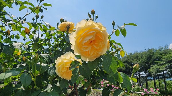 서울대공원 장미원