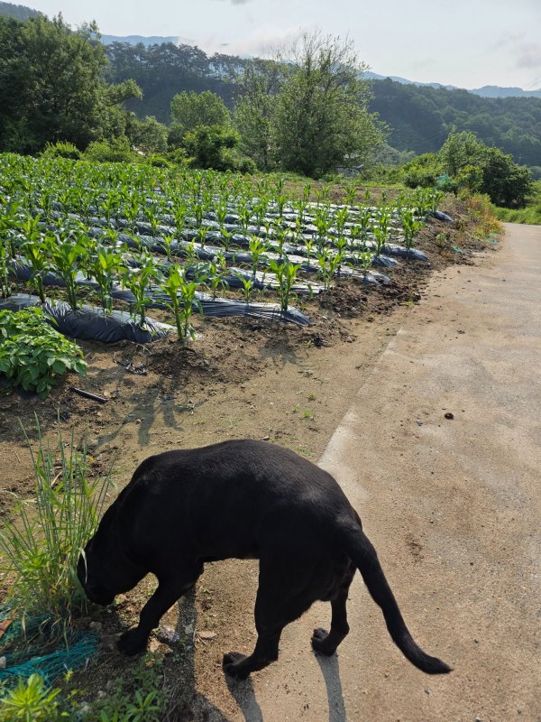 아침산책