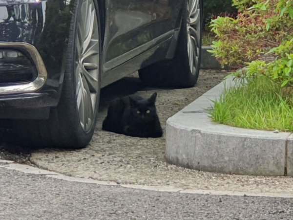 검은 고양이