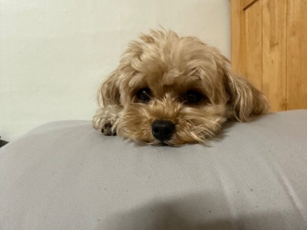 말티푸 강아지 보스
