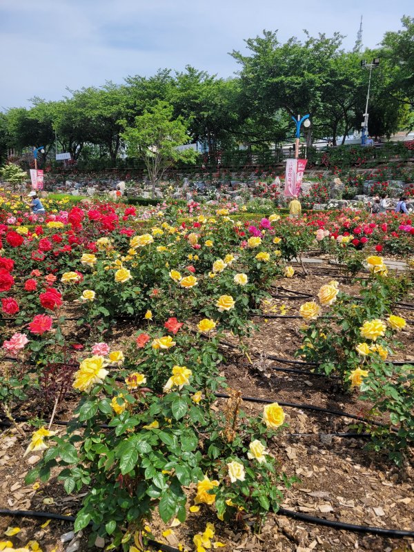 지금 삼척