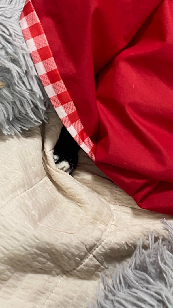 몸 숨기면 숨은줄 아는 막내냥이