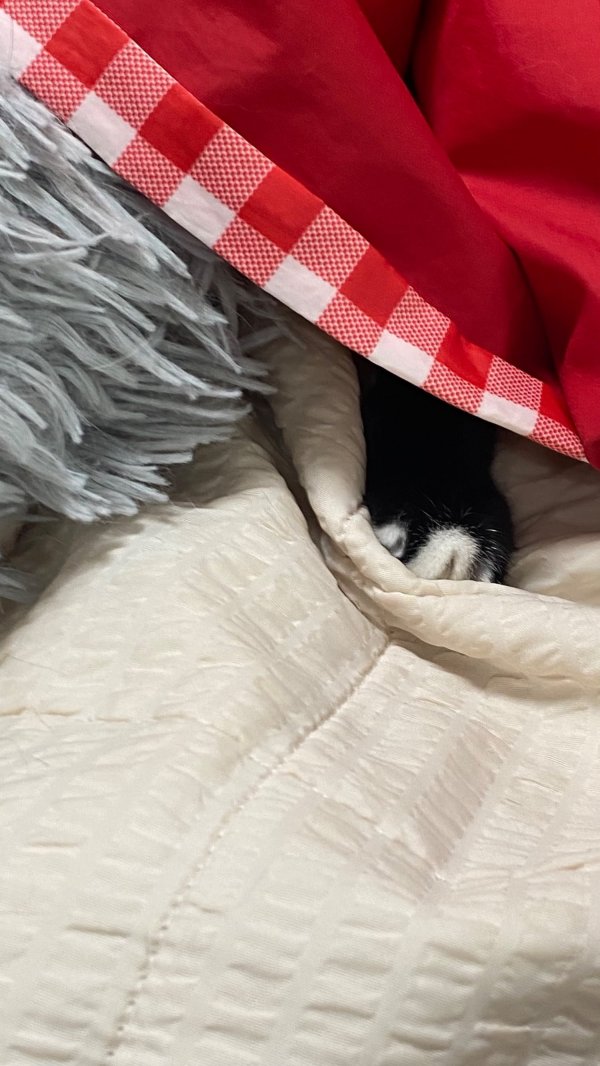 몸 숨기면 숨은줄 아는 막내냥이