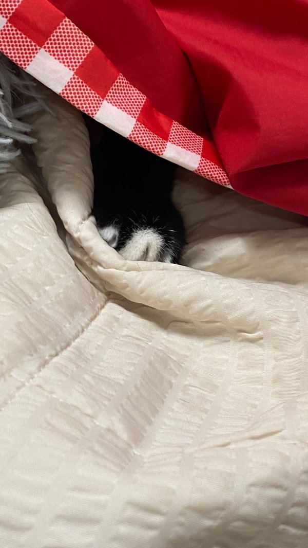 몸 숨기면 숨은줄 아는 막내냥이