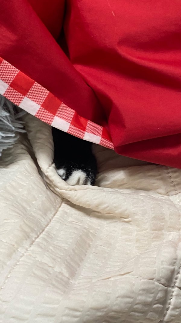 몸 숨기면 숨은줄 아는 막내냥이