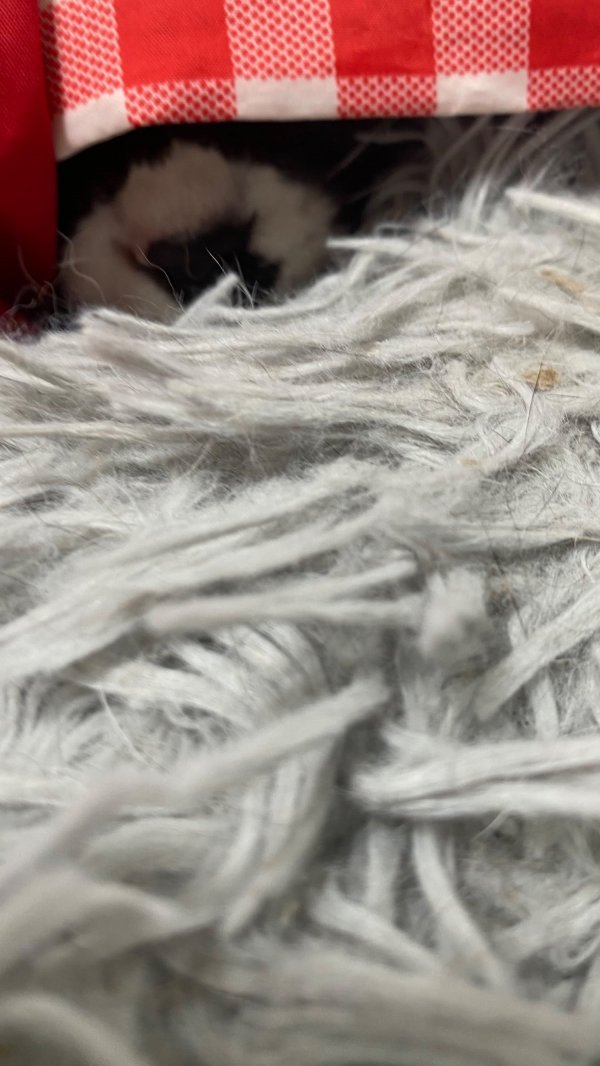 몸 숨기면 숨은줄 아는 막내냥이