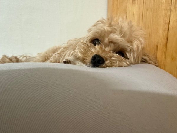 말티푸 강아지