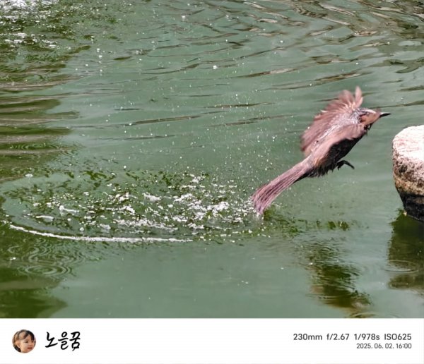 직박구리 수영 사진찍사