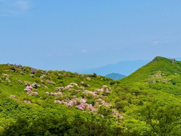 한국의 알프스에서 연분홍 철쭉 산행