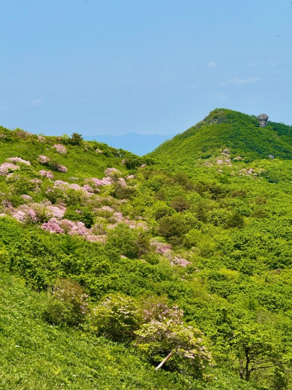 한국의 알프스에서 연분홍 철쭉 산행