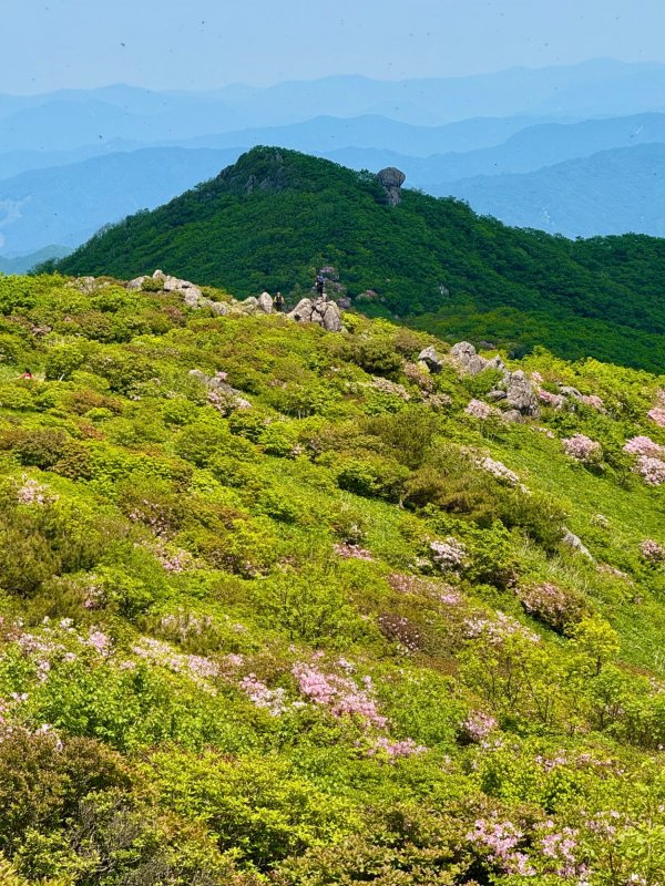 한국의 알프스에서 연분홍 철쭉 산행